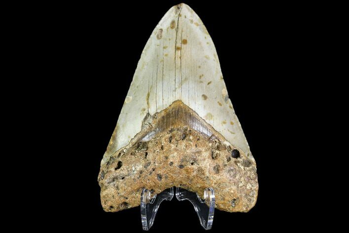Fossil Megalodon Tooth - North Carolina #109552